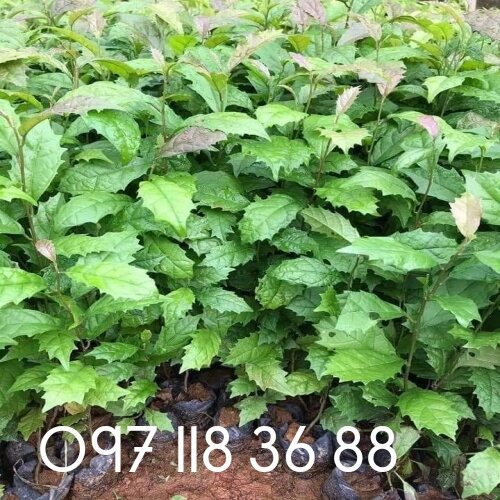 05 cây xạ đen chuẩn tia cao 30cm. lh 097 118 36 88