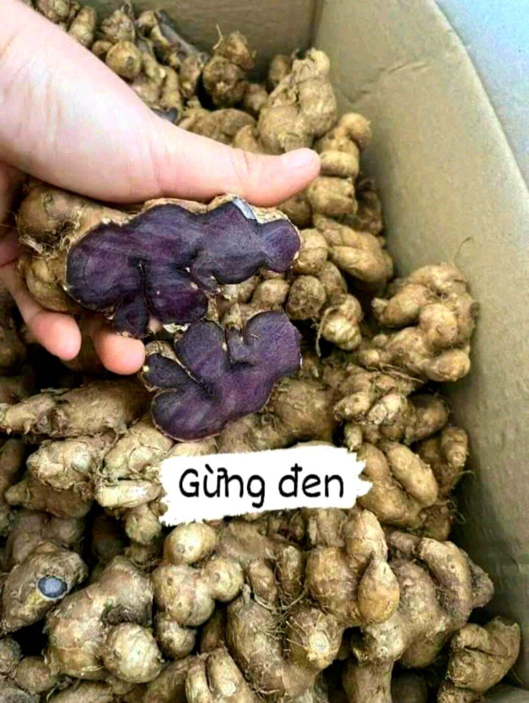 1Kg GỪNG ĐEN đậm (Ngãi tím,ngãi đen) làm thuốc,..