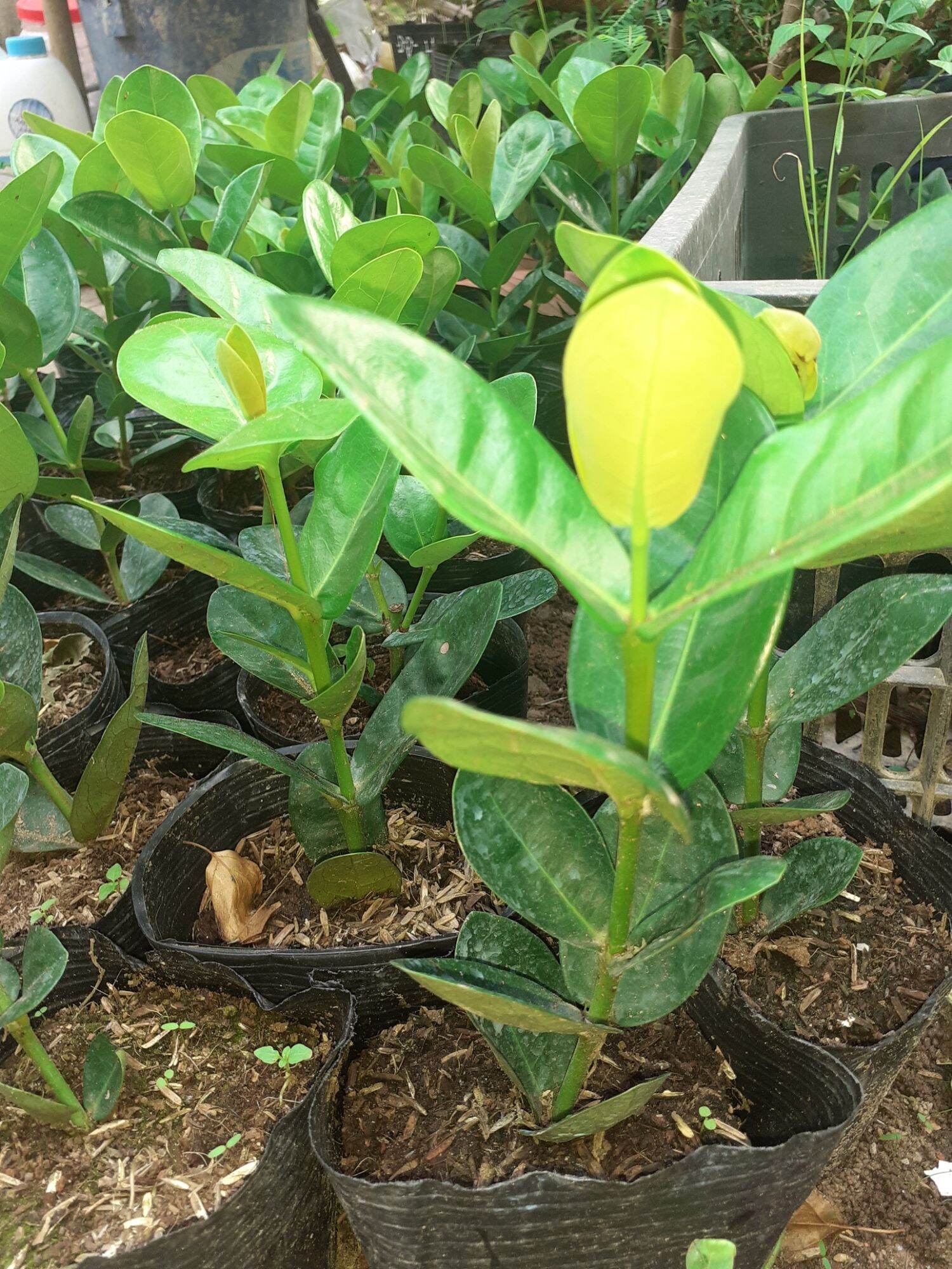 Trang Giống Phụng hoàng Kim ( cây giống ảnh cuối )