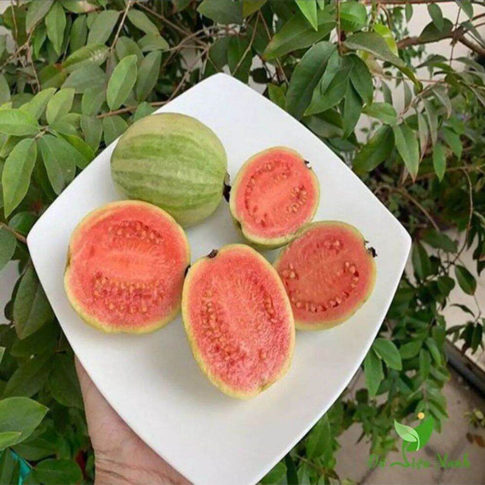 Cây ổi cẩm thạch độc lạ hiếm nguời có