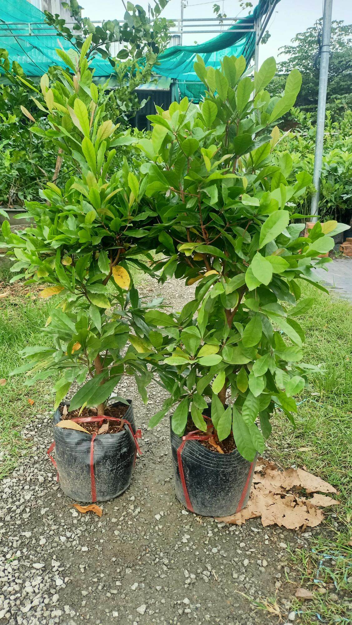 Cây Thần kỳ đang có hoa