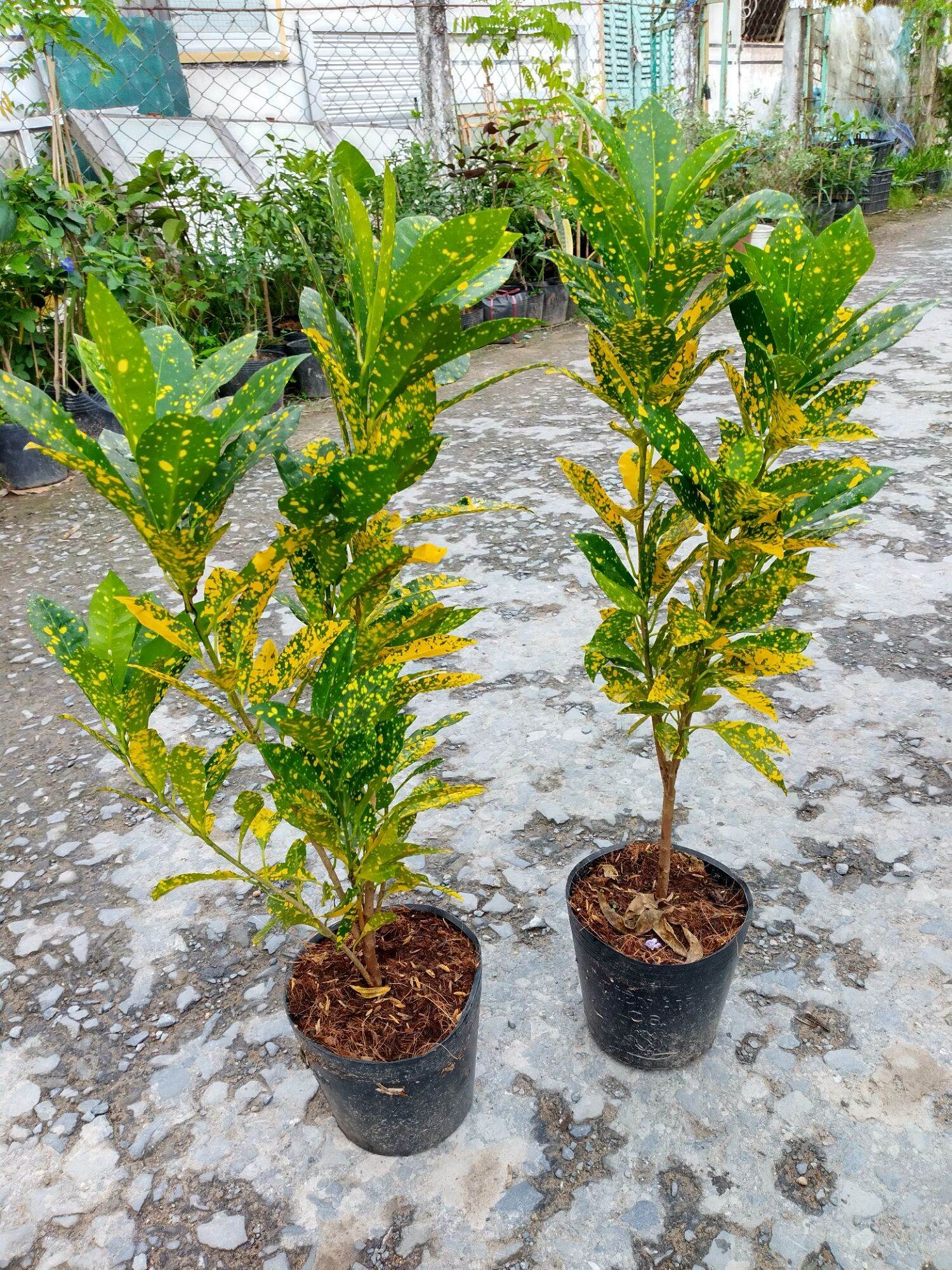 Cây vàng bạc, lá màu