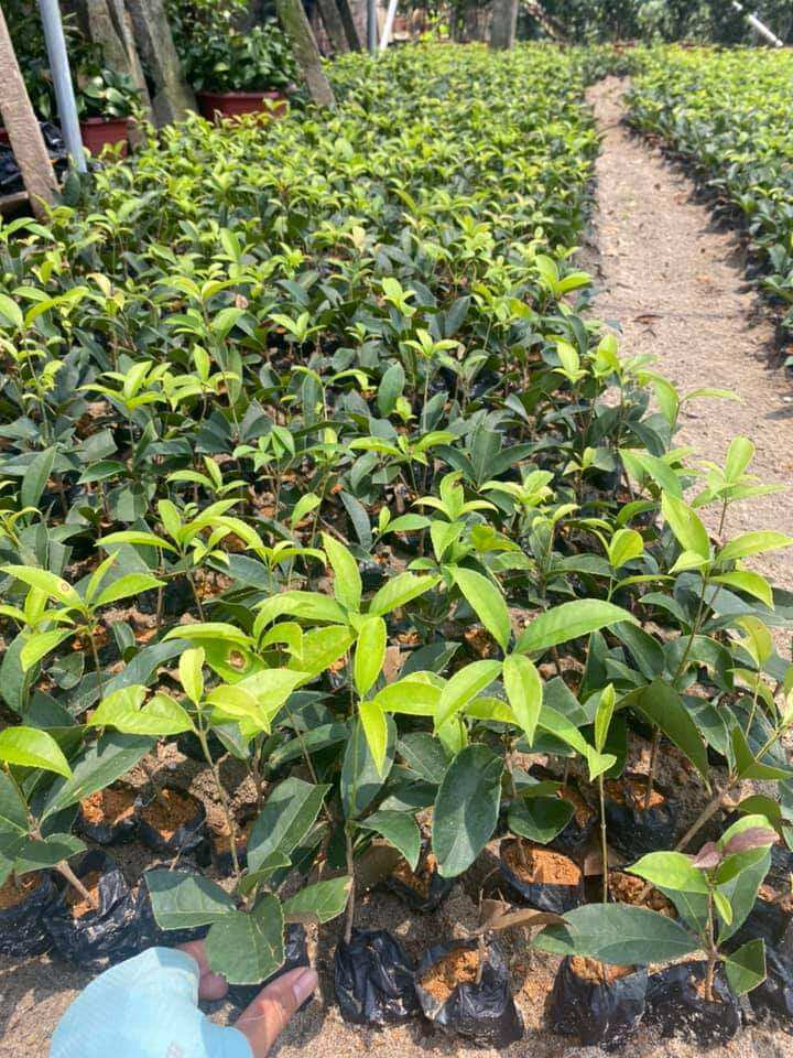 Cây giống mộc hương ta