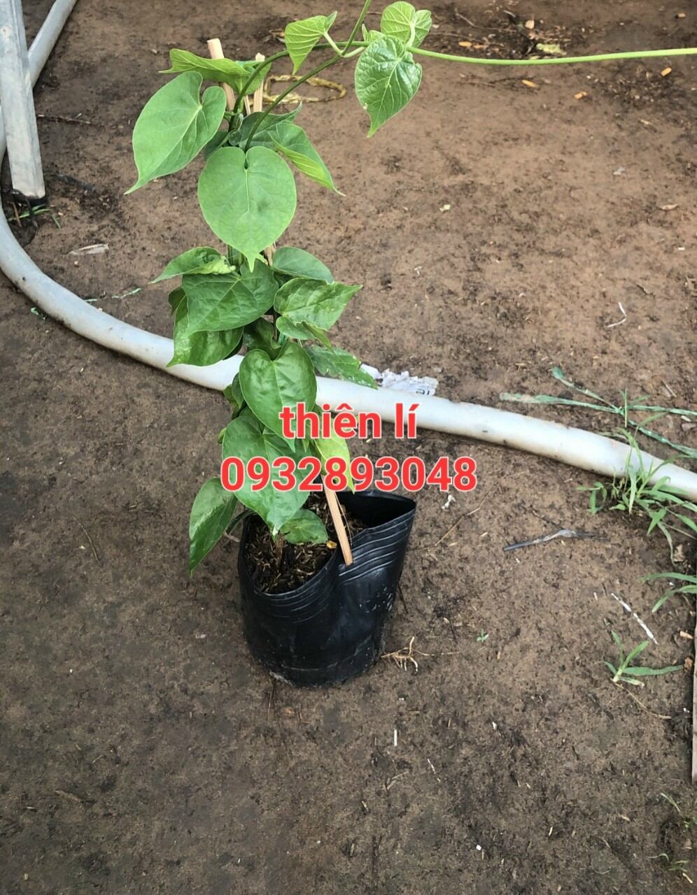 Cây thiên lí cây vô chậu ra rể ổn định