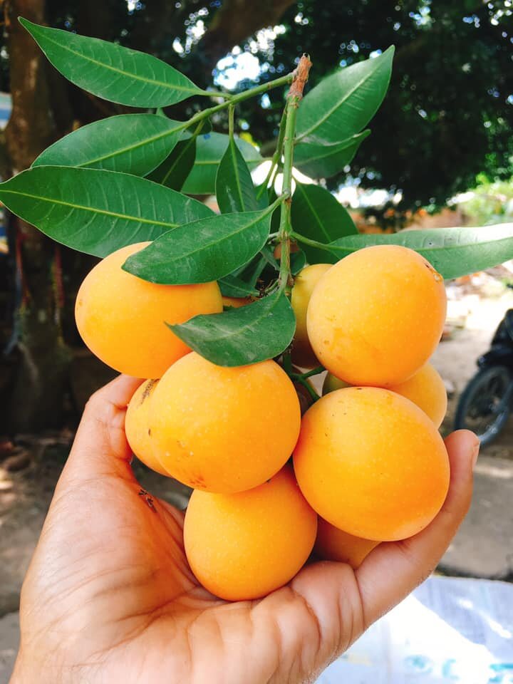 Cây thanh trà đang hoa cho trái chín vào tháng 5-6-7