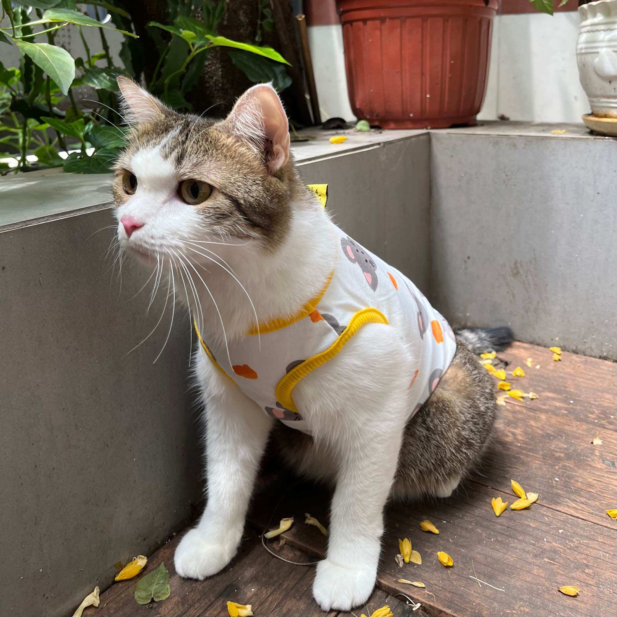 ✨✨ Áo có sẵn cho chó mèo ✨✨