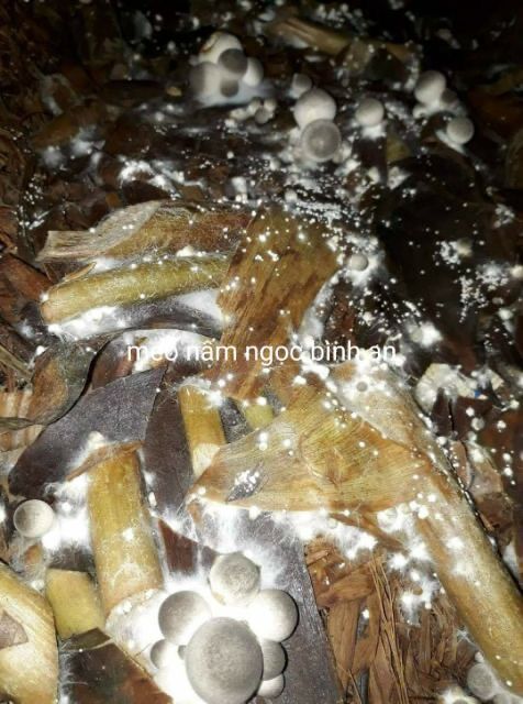 Combo 20 bịch meo nấm rơm NGỌC BÌNH AN