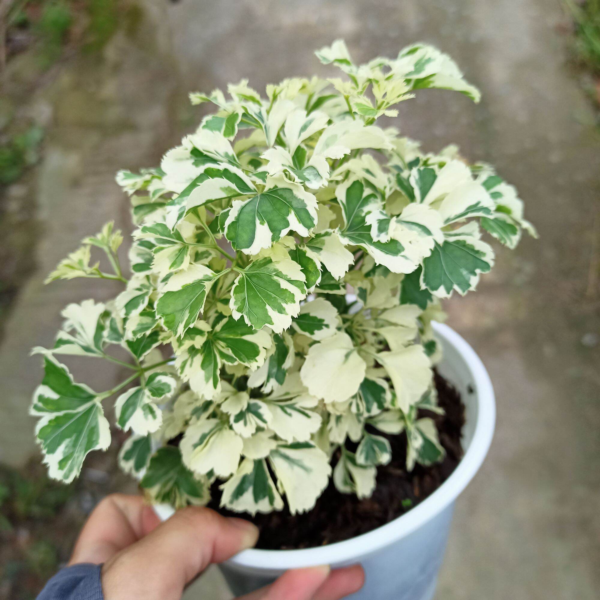 Cây đinh lăng cẩm thạch