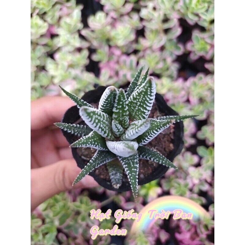 Sen MR Xoè ĐÀ LẠT 🥬 HƯ 1 ĐỔI 1 ❄️ SIÊU CUTE