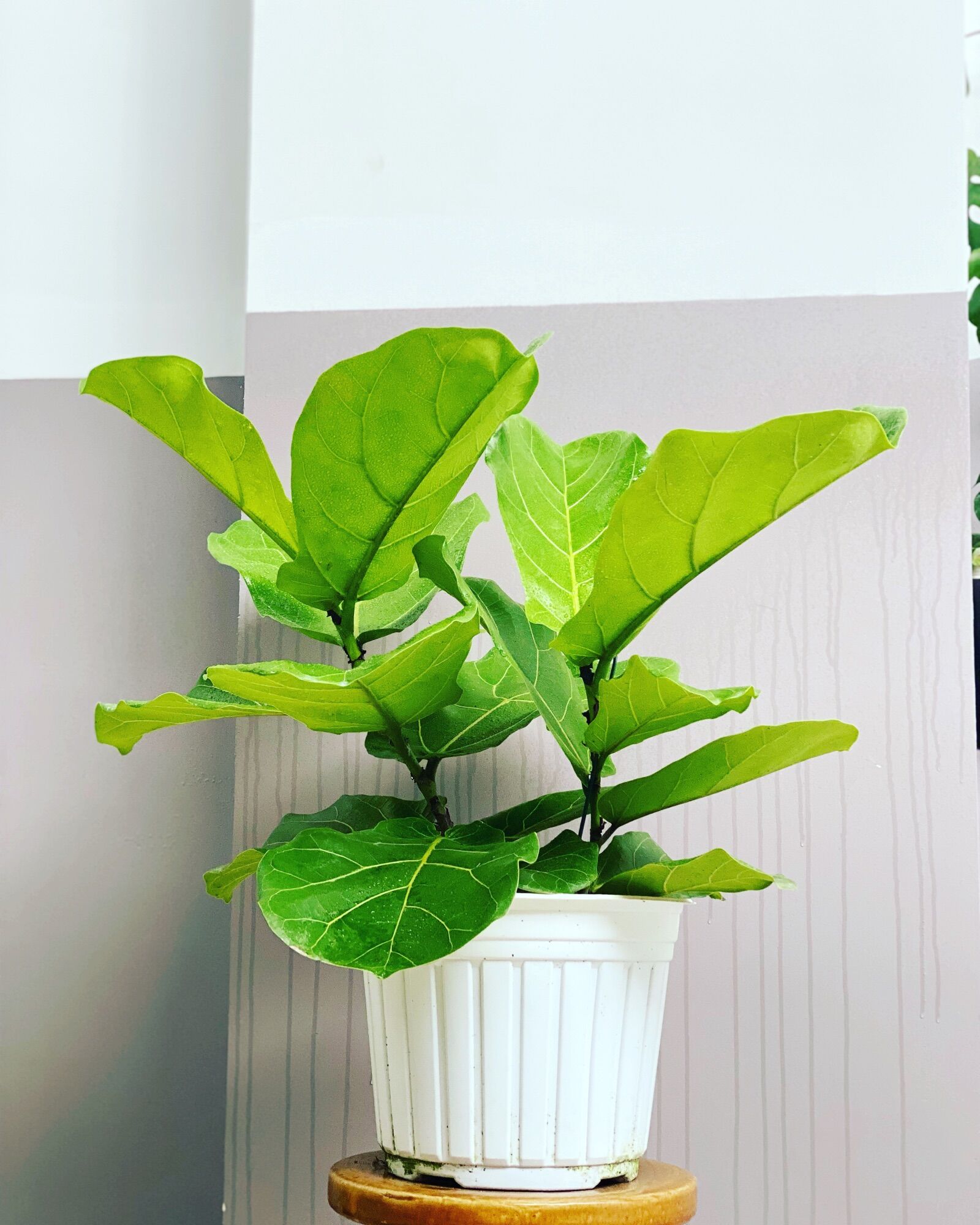 Cây bàng singapo trung, cao 40 -50cm, cây phong thuỷ hút tài lộc, để bàn, mini