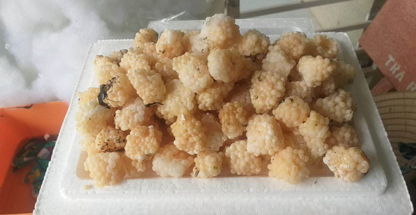 Trứng Ốc Bưu 25 Tổ To