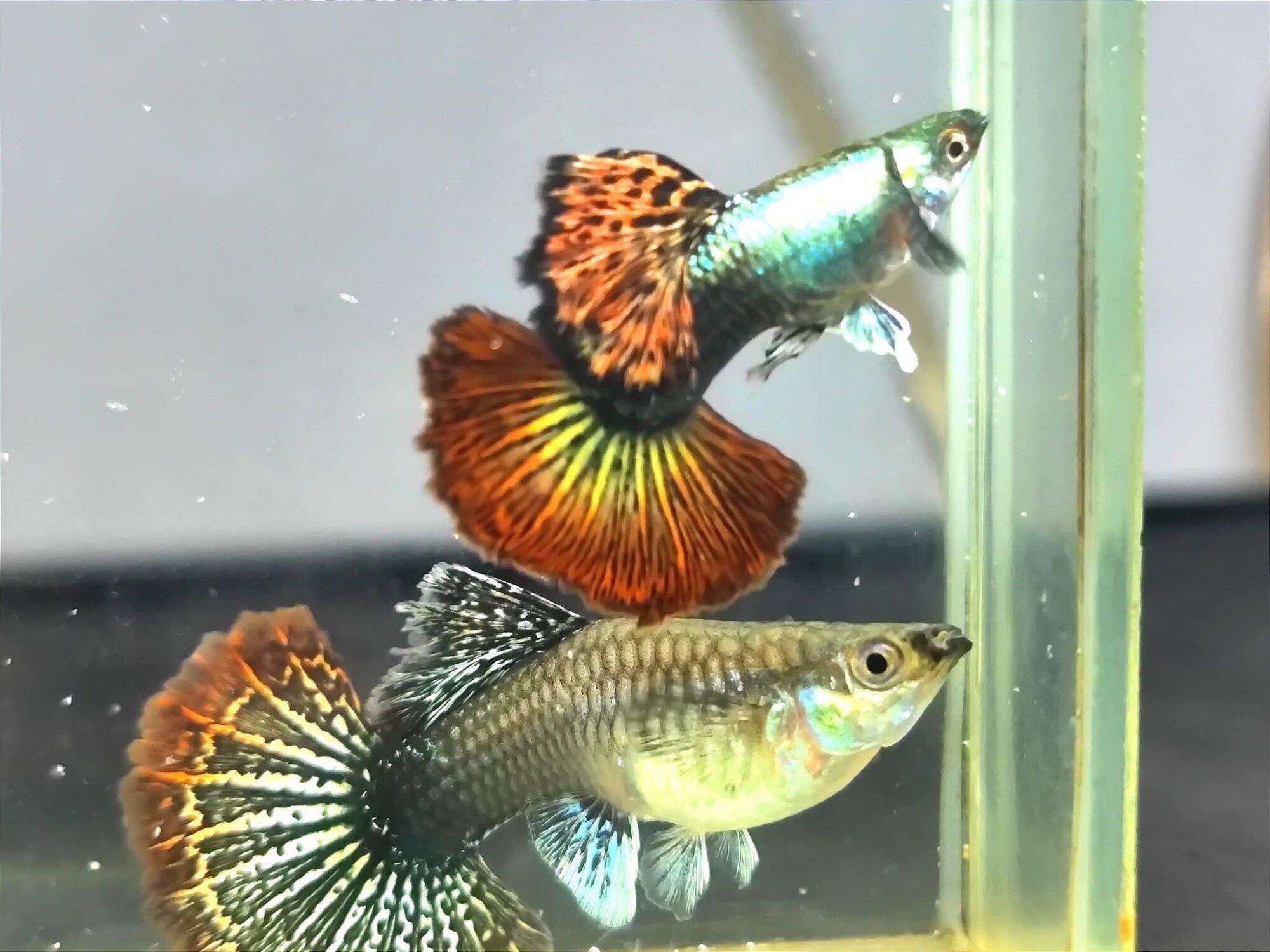 rồng đỏ - guppy trang trí hồ