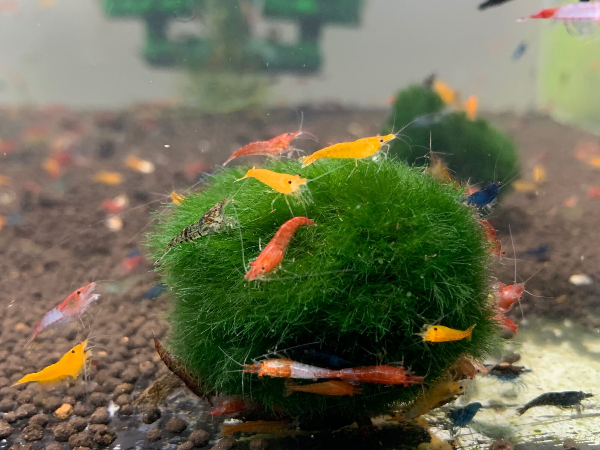 1 Viên tảo cầu may mắn Mossball (Marimo)