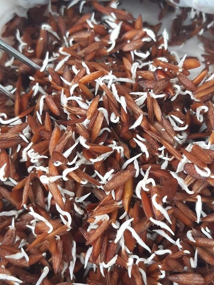 20 hạt giống cây lá giang[Tặng thêm 20 hạt]