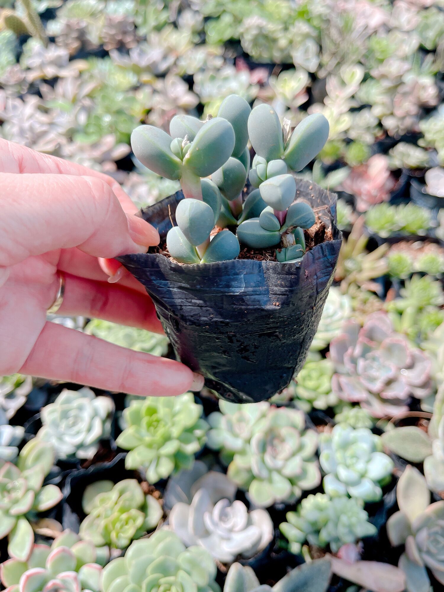 Sen đá trái tim size bầu 3-5 cm xuất vườn đà Lạt