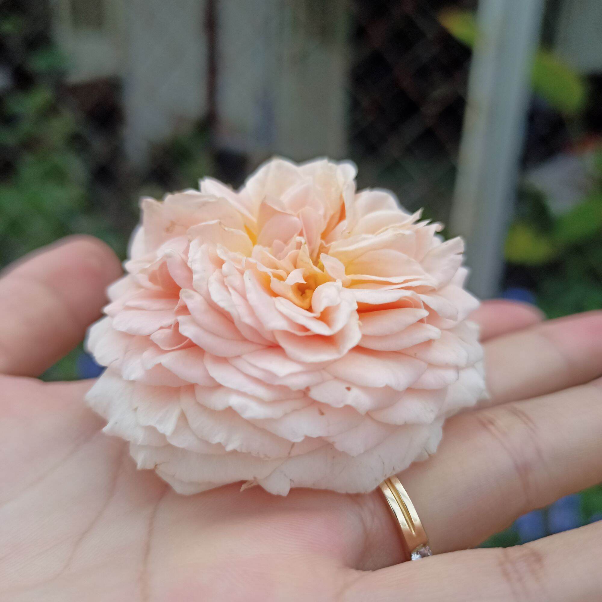 Hoa hồng Abraham darby cao từ 40cm