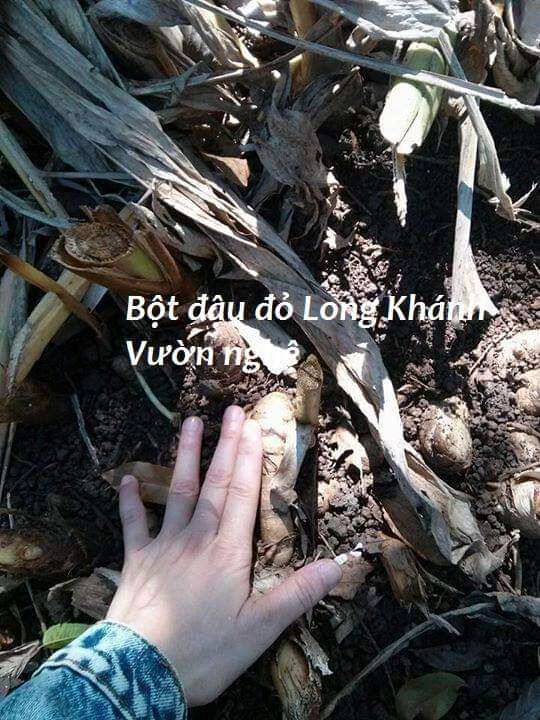 Nghệ đen tươi 1kg