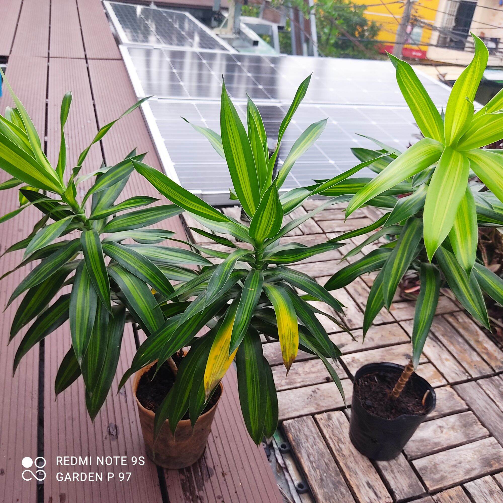 trúc bách hợp