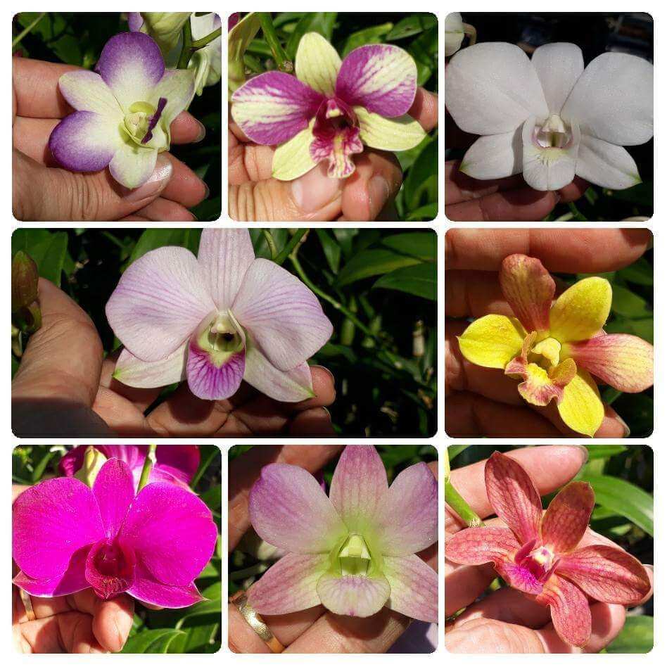 Combo hoa lan Dendro màu, nắng, mini.