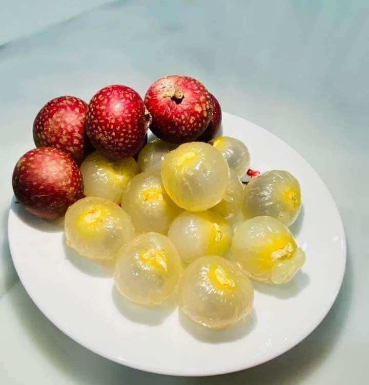 Cây giống nhãn tím lùn siêu quả (1bầu cây cao 25cm)