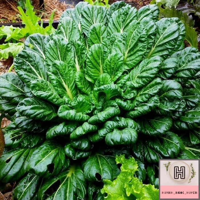 5kg Sinh khối giun quế giống(lai)
