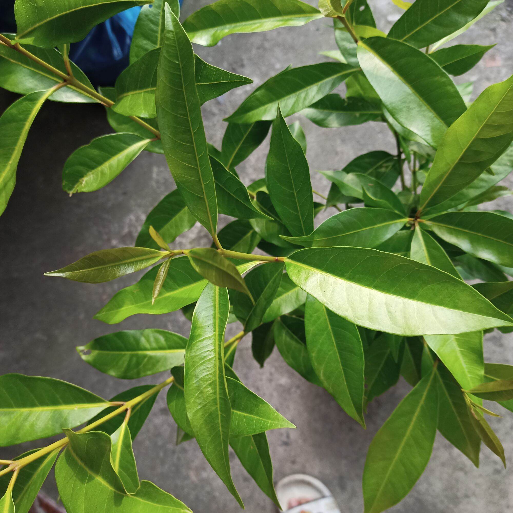 Cây lá vối nếp cao 45-60cm