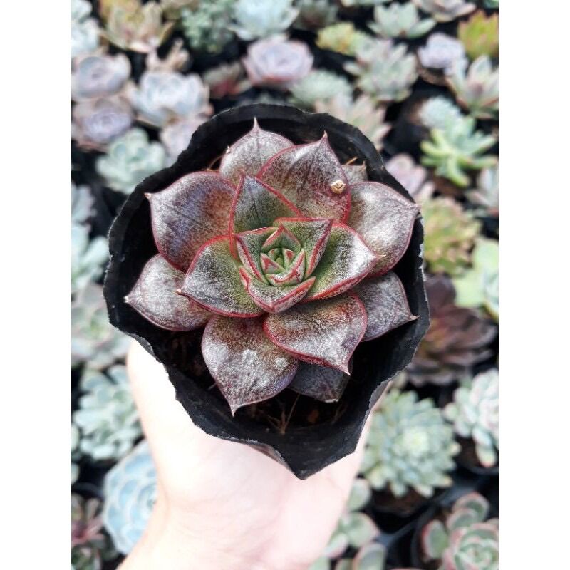 Sen đá hoa hồng size bầu 3-5 cm