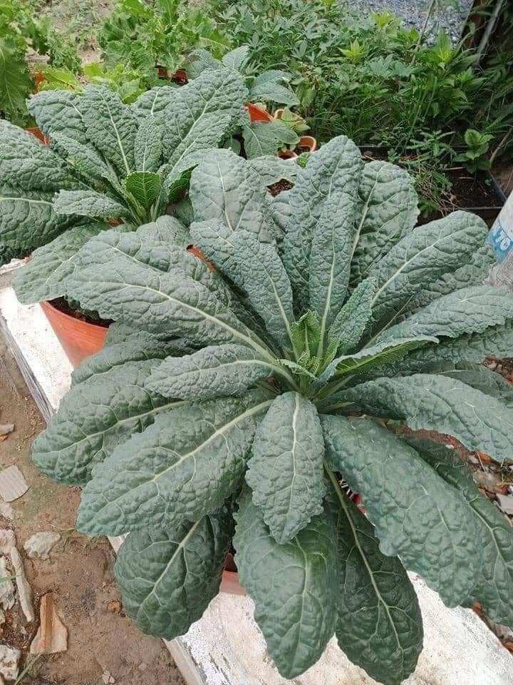 Combo 10 Kale khủng long size Vỉ