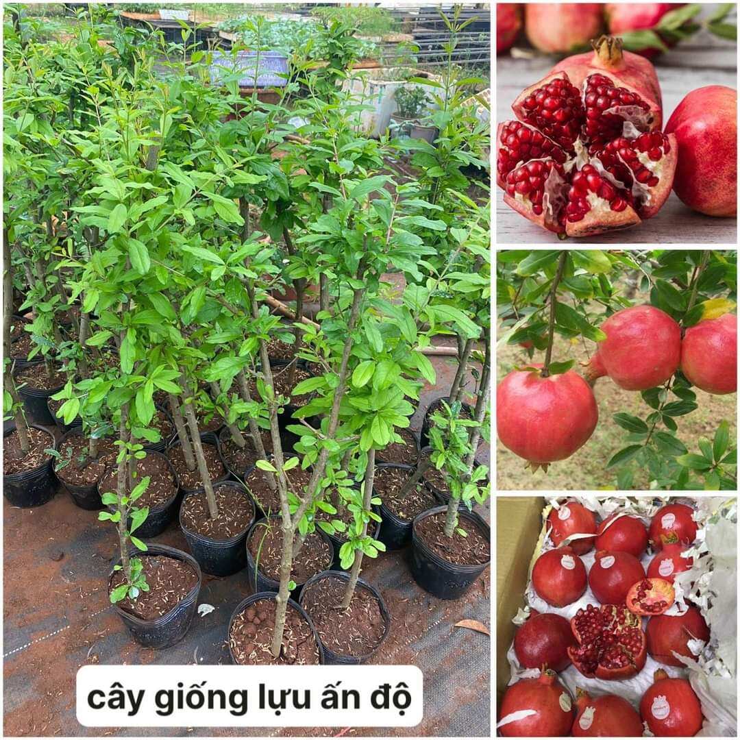 cây giống lựu ấn độ. cây cao hơn 80cm