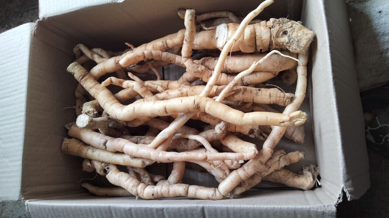 Sâm xuyên đá tươi Tây Bắc (1kg)