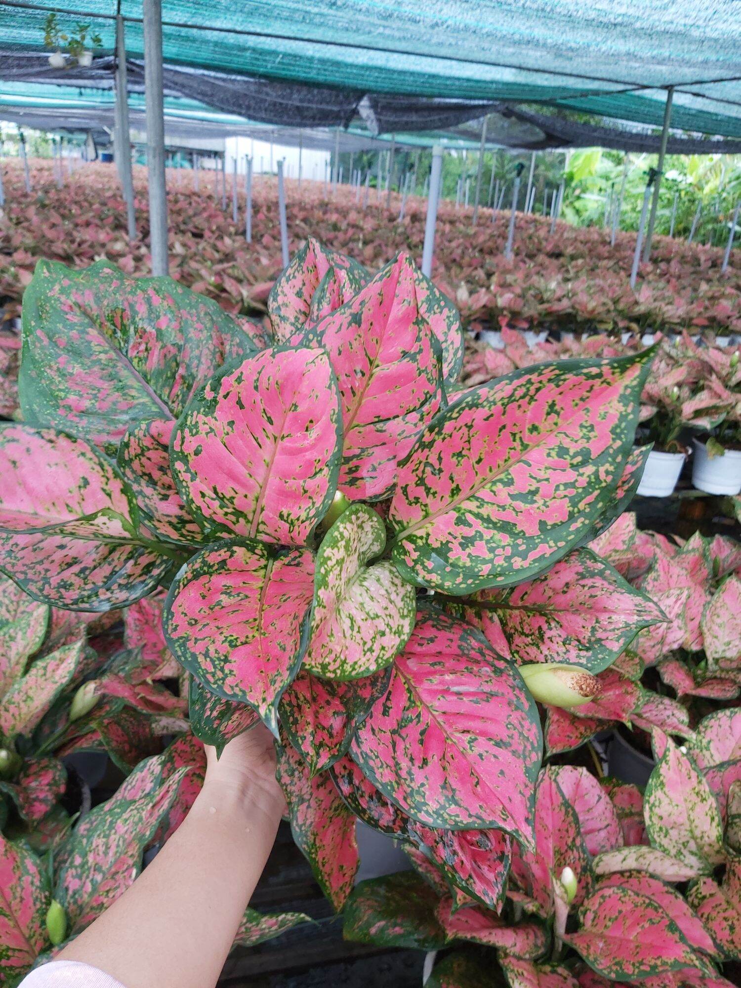Cây Vạn Lộc 3 thân