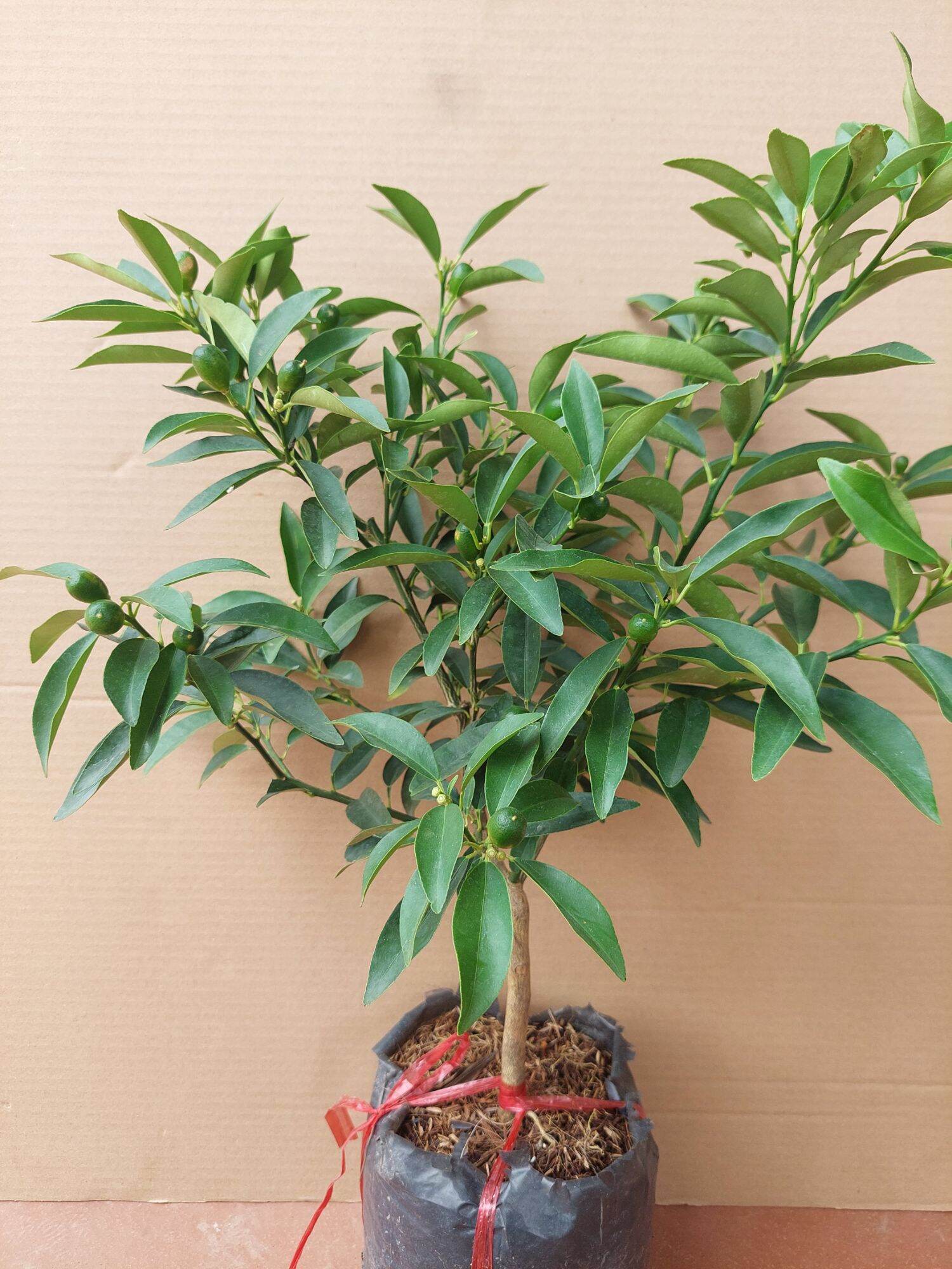 CÂY QUẤT QUẢ NGỌT ĐANG HOA VÀ TRÁI(cây thực tế xem ảnh số 3)