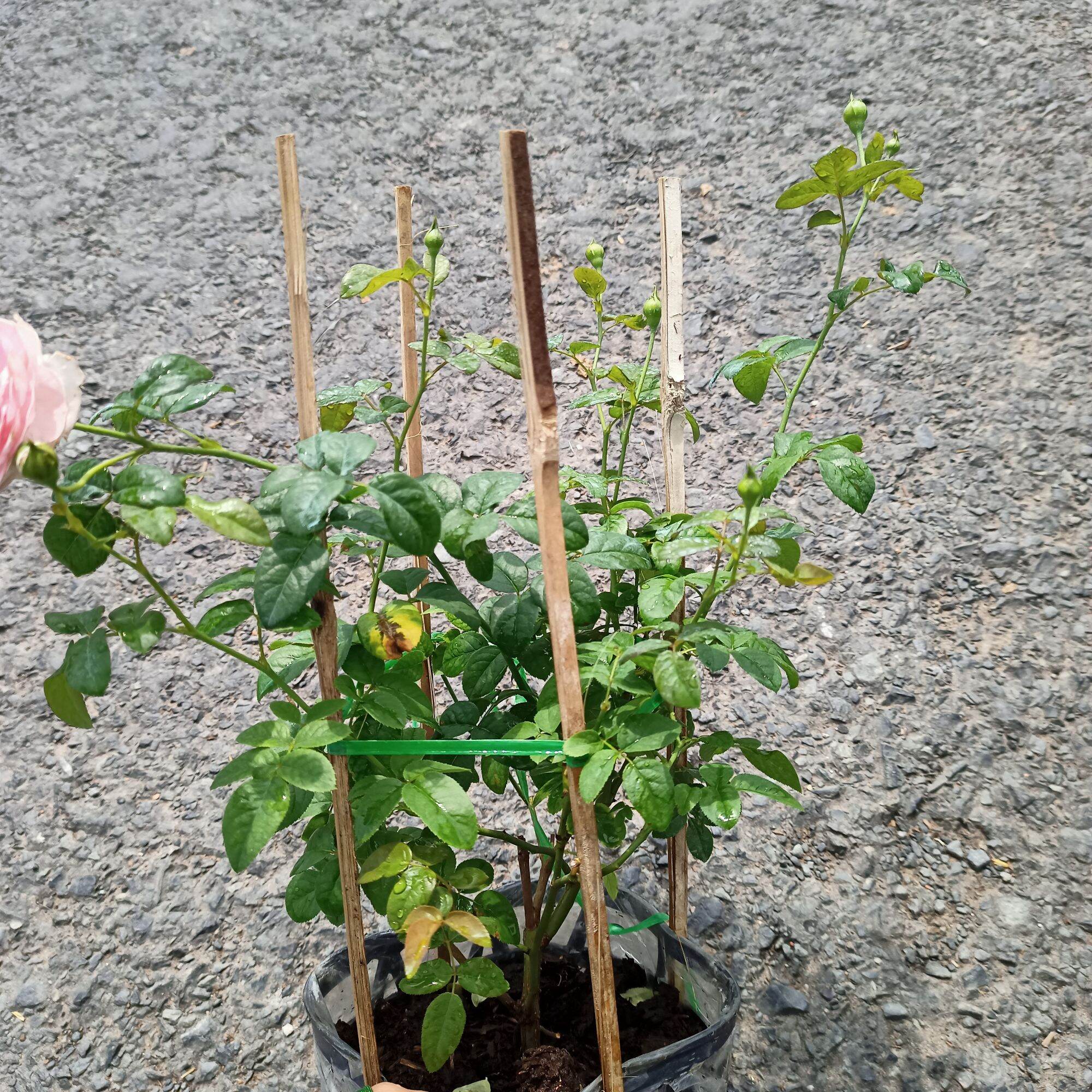 Chậu cây hoa hồng mon coeur