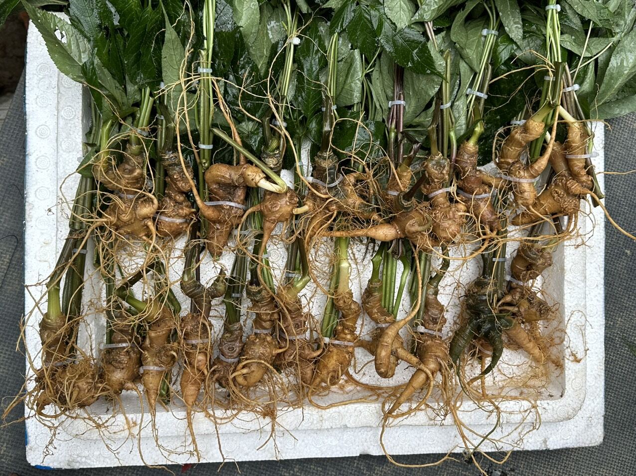 2 củ sâm ngọc linh (ủ rượu hút chân không gửi)