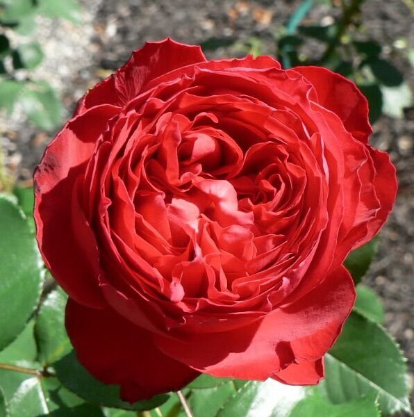 Hoa hồng Traviata Rose - say hoa, hoa to, thơm, màu đỏ