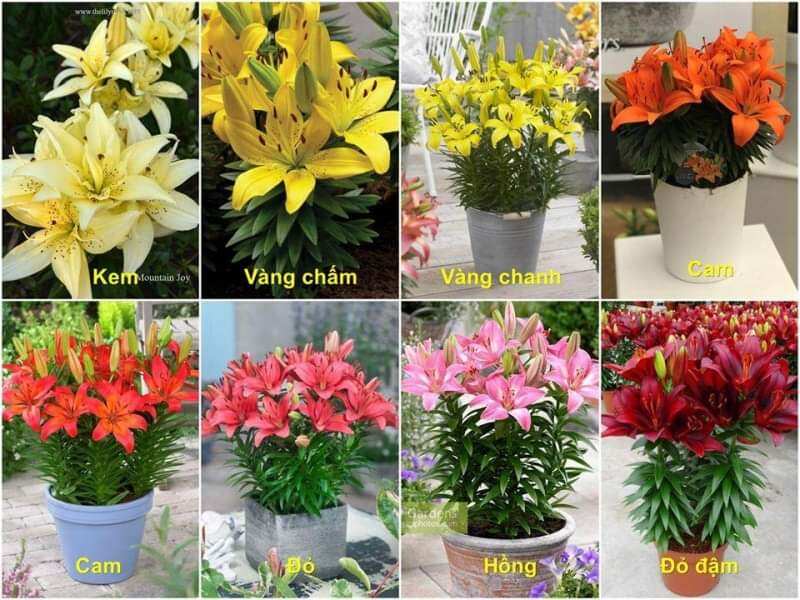 1 củ ly giống cao thơm siêu hoa CỦ TO size 20 dễ trồng bao ra hoa