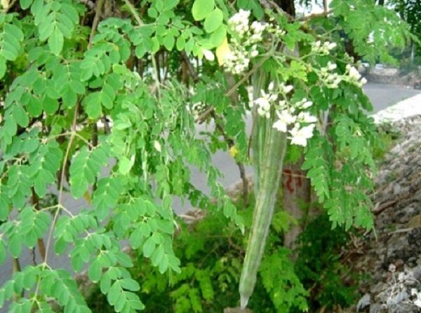 [Chỉ giao Miền Nam] 5 hom giống cây chùm ngây