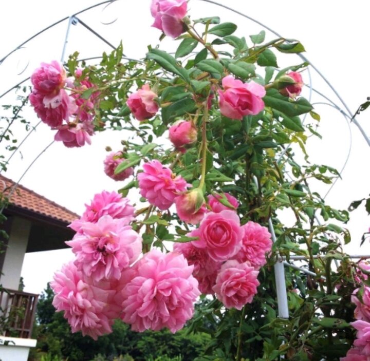 Hạt giống hoa hồng leo