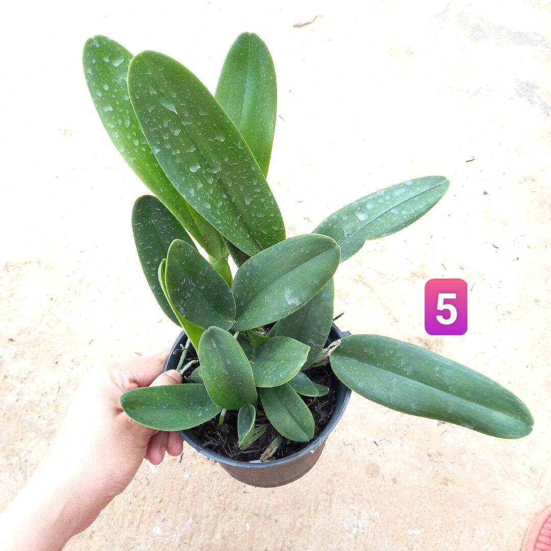 Hoa lan cát Vua Cương Sơn hoa thơm