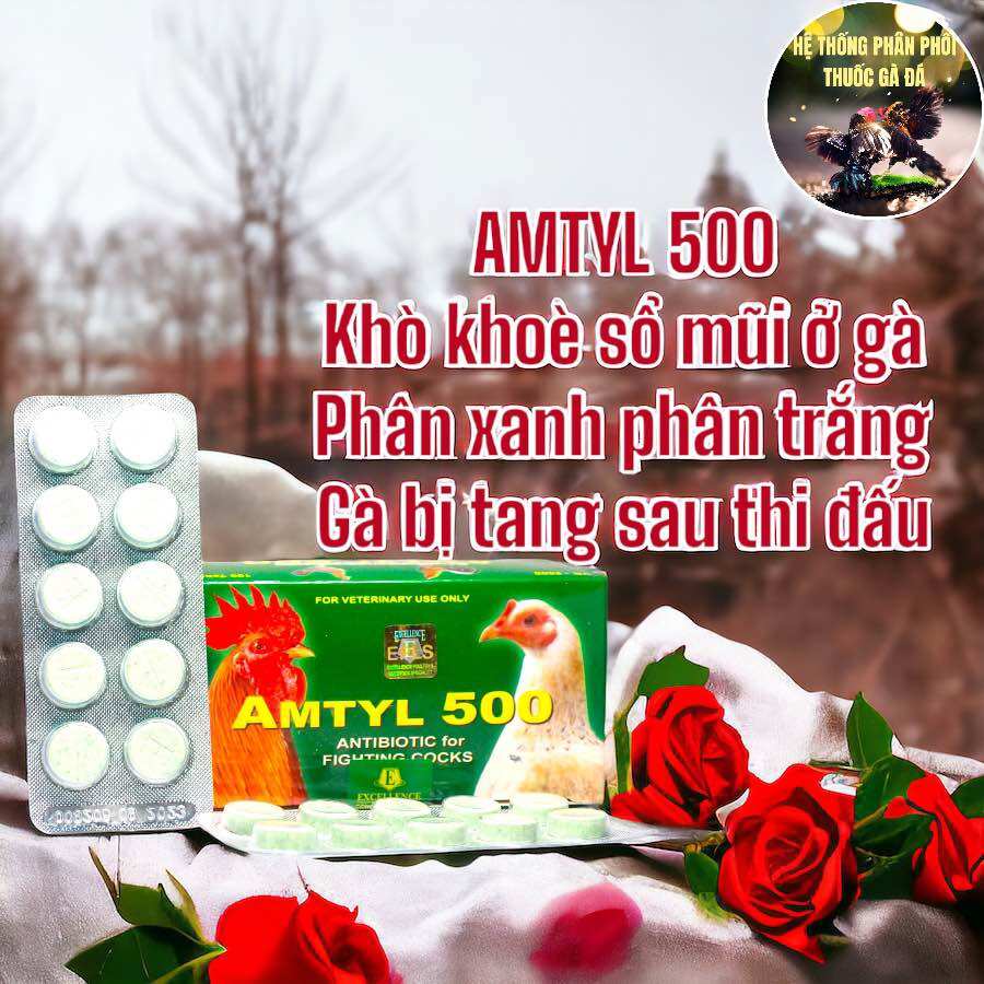 Thuốc gà đá amtyl 500 chuyên trị gà bị tang, khò khè, sổ mũi, phân xanh, phân trắng, ủ rủ bỏ ăn