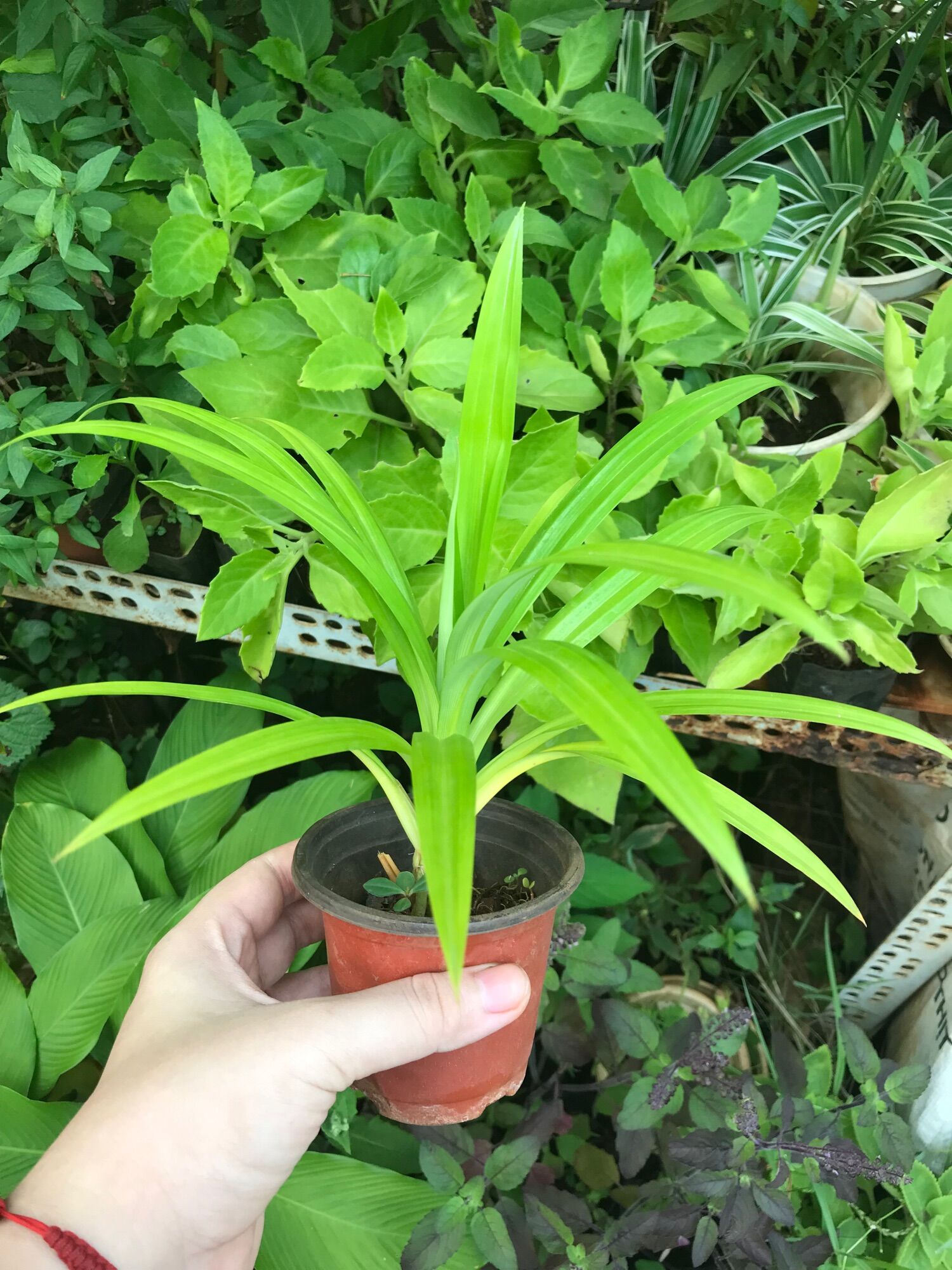 Cây lá dứa ( lá nếp)