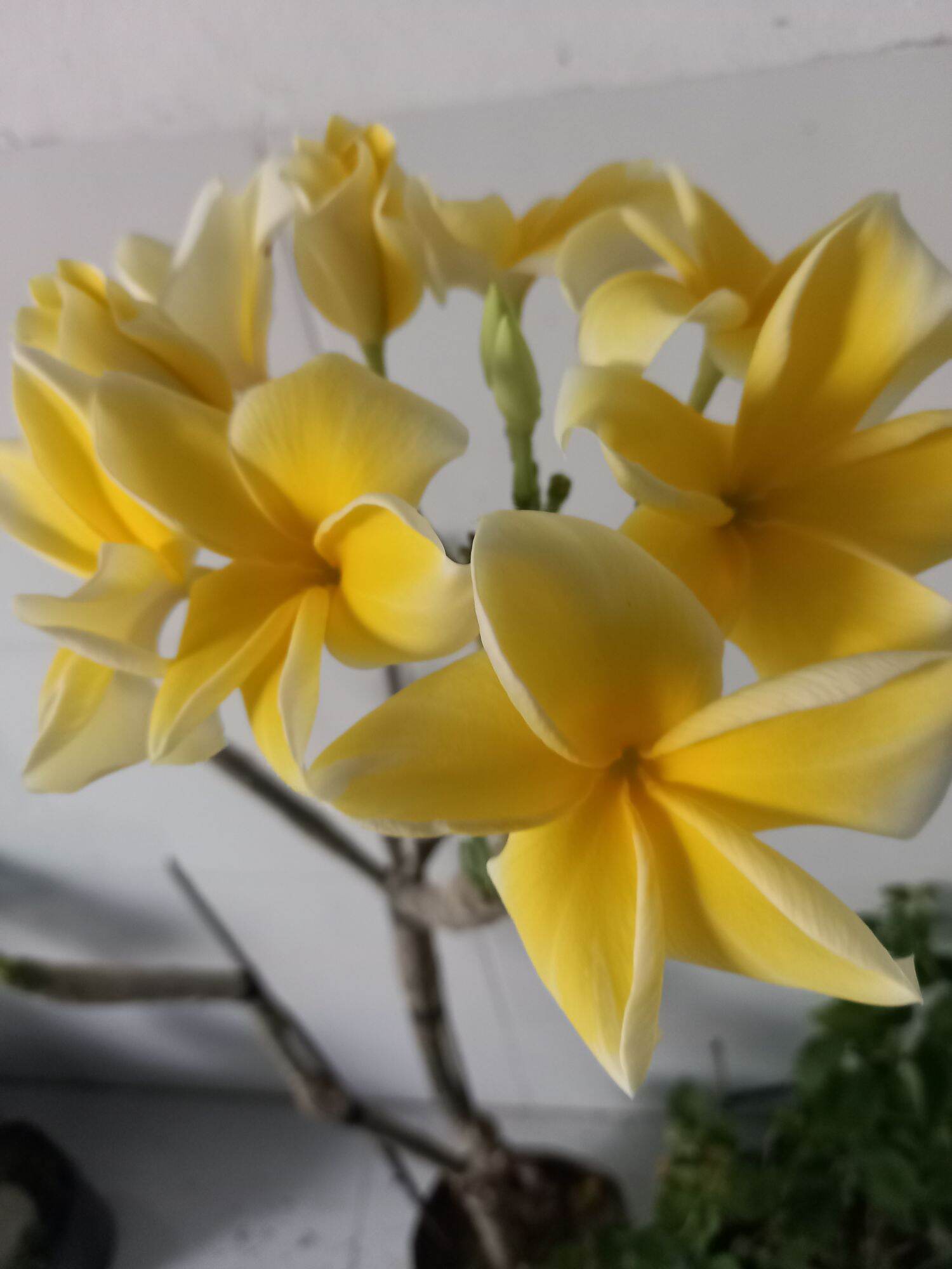 cây sứ đại vàng thơm