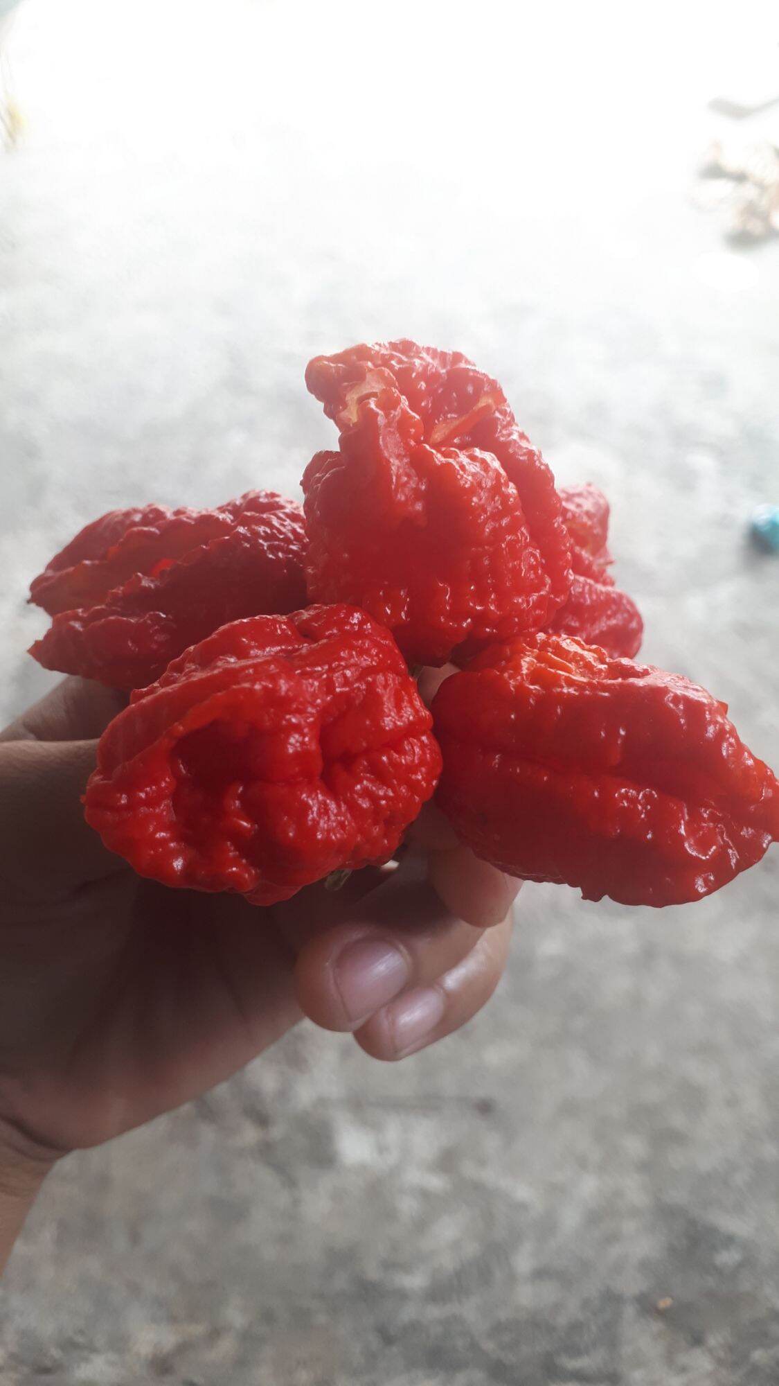 10 HẠT GIỐNG ỚT CAY CAROLINA REAPER
