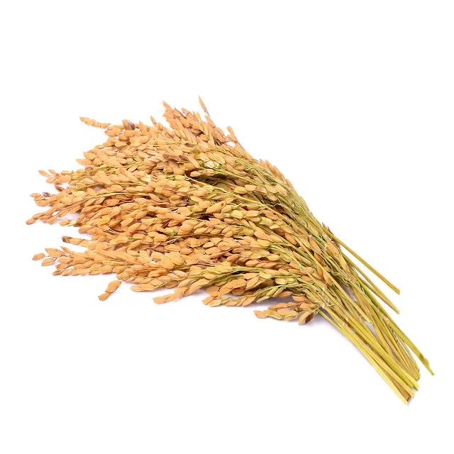 Hạt giống lúa nếp cái hoa vàng túi 1kg