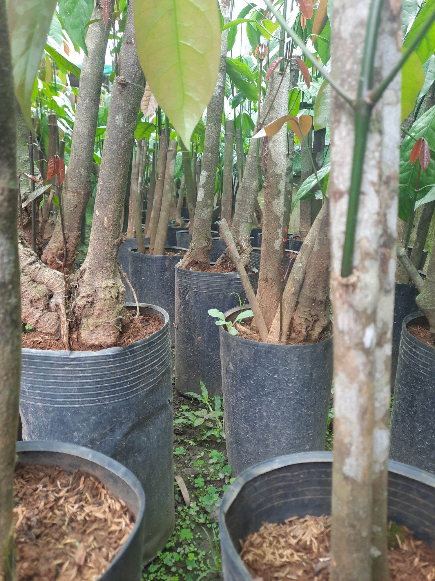 CÂY GIỐNG RAU BÉP RỪNG K'LONG - GỐC TO