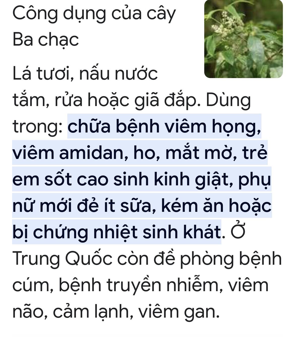 Cây ba chạc nguyên bản (cây giống to)