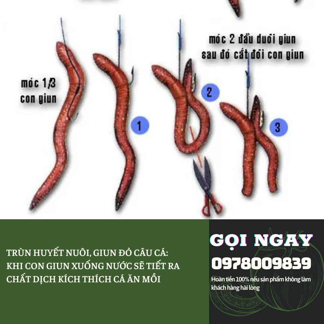 [HCM](TRÙN GIỐNG, GIUN GIỐNG) SINH KHỐI TRÙN CÂU CÁ (TRÙN GIỐNG GIUN GIỐNG)