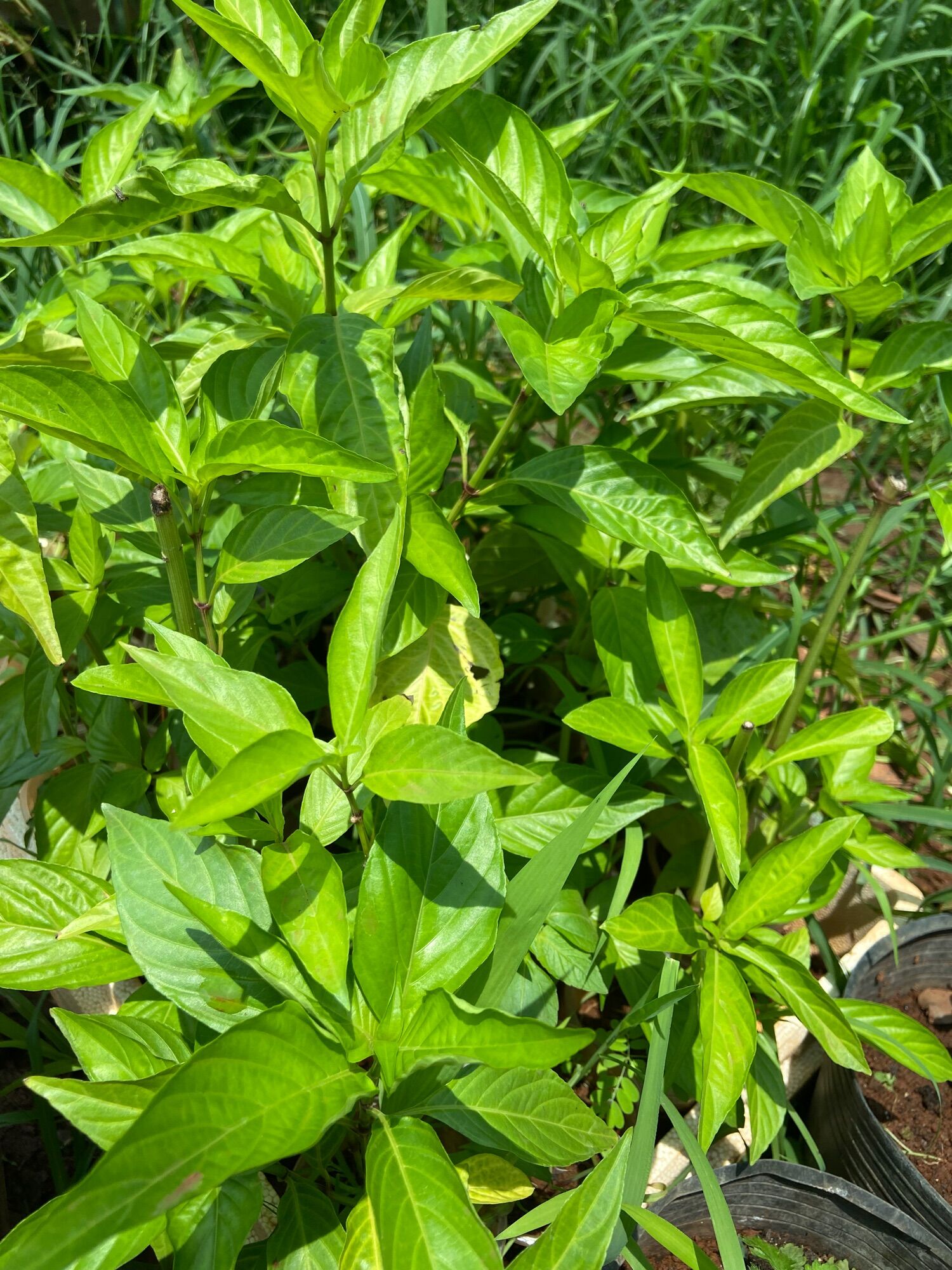 Cây giống lá cẩm tím, đỏ