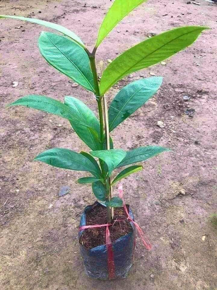 Cây măng cụt thái siêu sớm (2 năm)