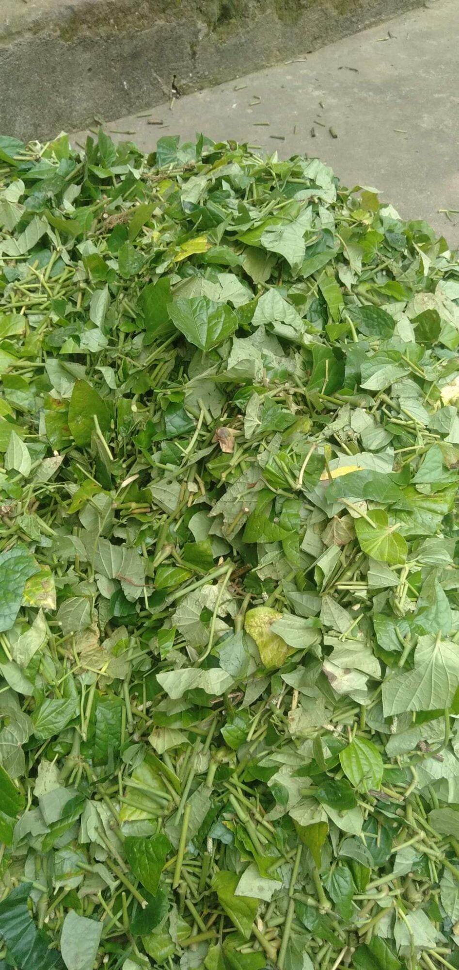 1kg Lá Lốt phơi khô hàng  sạch.thơm